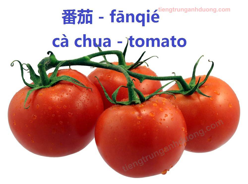 tomatoes ca20chua