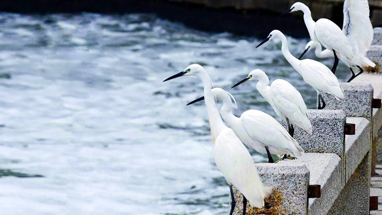 white egrets xiamen city